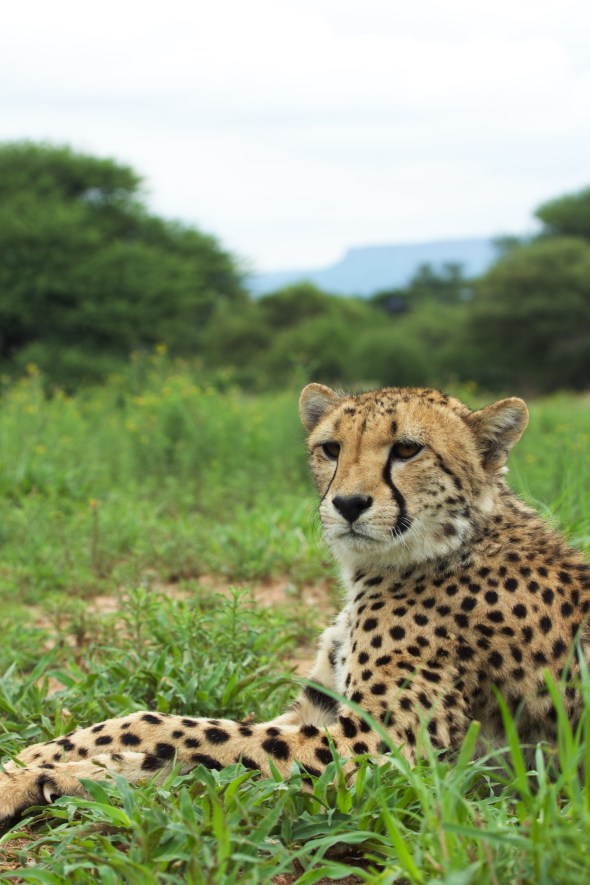 Rainbow_2_Eli.Walker