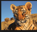 Screen Shot 2018-02-12 at 11.21.15&nbsp;AM