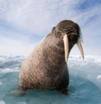 Screen Shot 2018-02-14 at 8.13.42&nbsp;AM