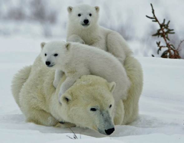 Screen Shot 2018-02-14 at 8.13.58 AM